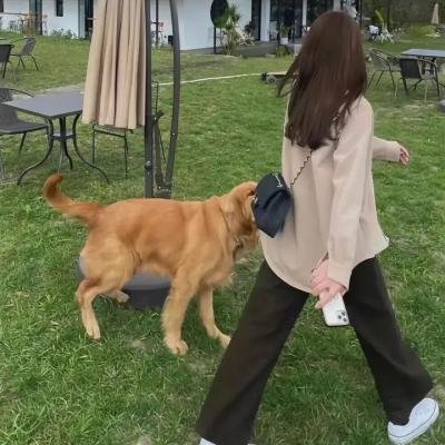 龙王子第一季